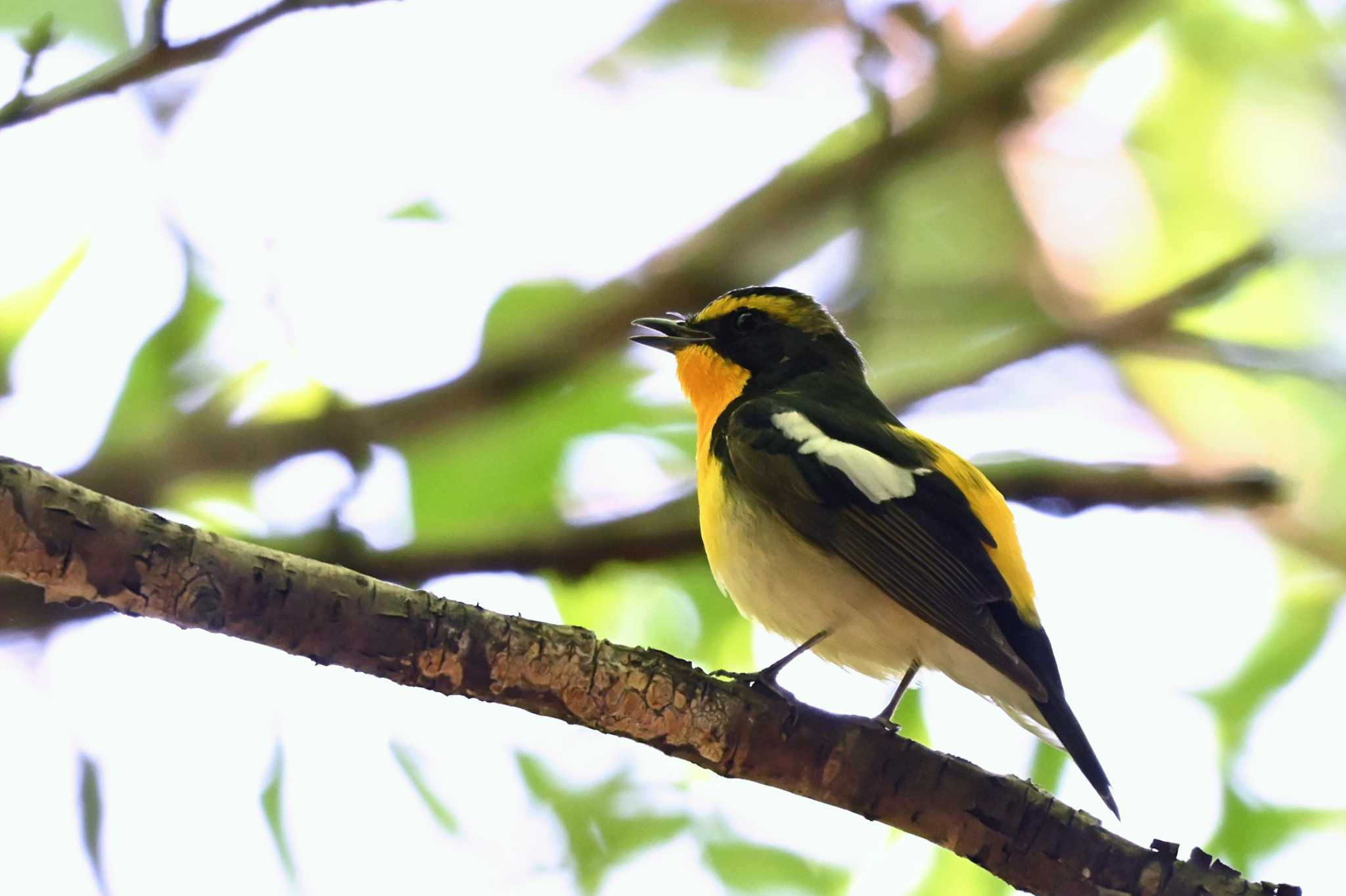 Photo of Narcissus Flycatcher at 大池公園 by ポッちゃんのパパ