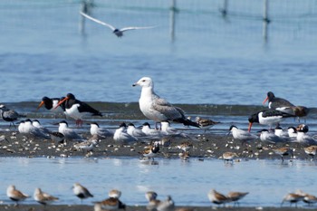 セグロカモメ ふなばし三番瀬海浜公園 2024年5月3日(金)