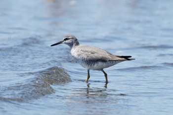 キアシシギ ふなばし三番瀬海浜公園 2024年5月3日(金)