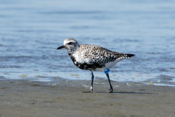 ダイゼン ふなばし三番瀬海浜公園 2024年5月3日(金)