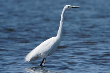 ダイサギ ふなばし三番瀬海浜公園 2024年5月3日(金)