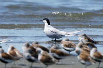 アジサシ ふなばし三番瀬海浜公園 2024年5月3日(金)