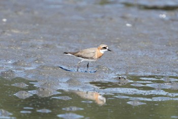 Siberian Sand Plover Sambanze Tideland Fri, 5/3/2024