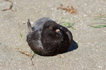 カワラバト ふなばし三番瀬海浜公園 2024年5月3日(金)