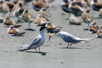 コアジサシ ふなばし三番瀬海浜公園 2024年5月3日(金)