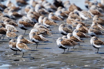 ハマシギ ふなばし三番瀬海浜公園 2024年5月3日(金)