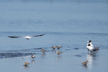 ユリカモメ ふなばし三番瀬海浜公園 2024年5月3日(金)