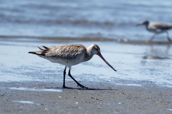 Bar-tailed Godwit Sambanze Tideland Fri, 5/3/2024