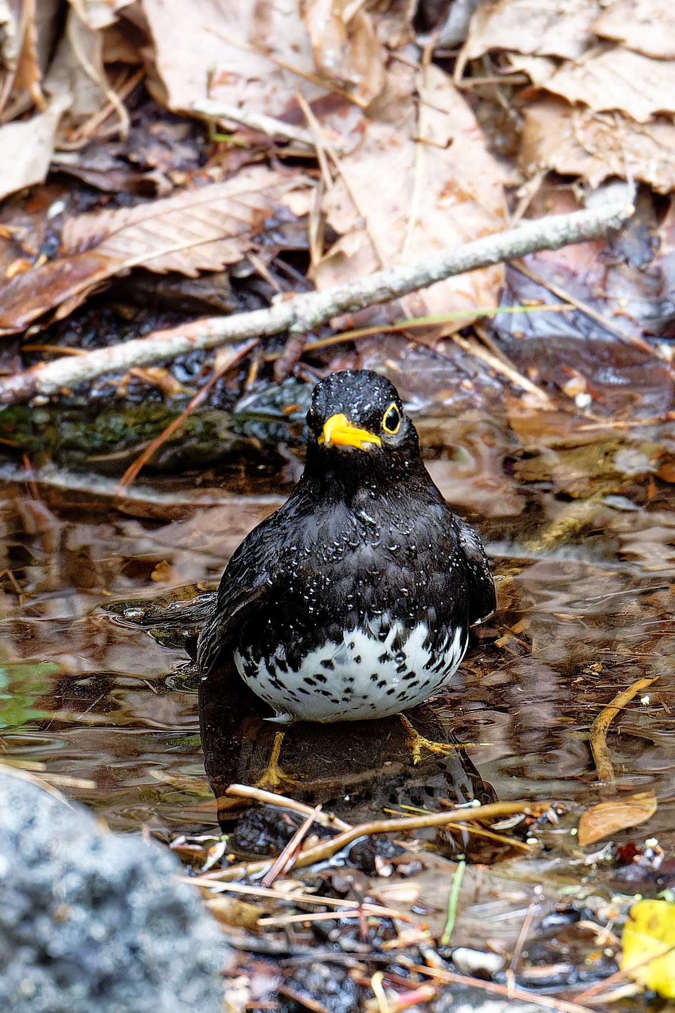 山梨県 クロツグミの写真 by しの