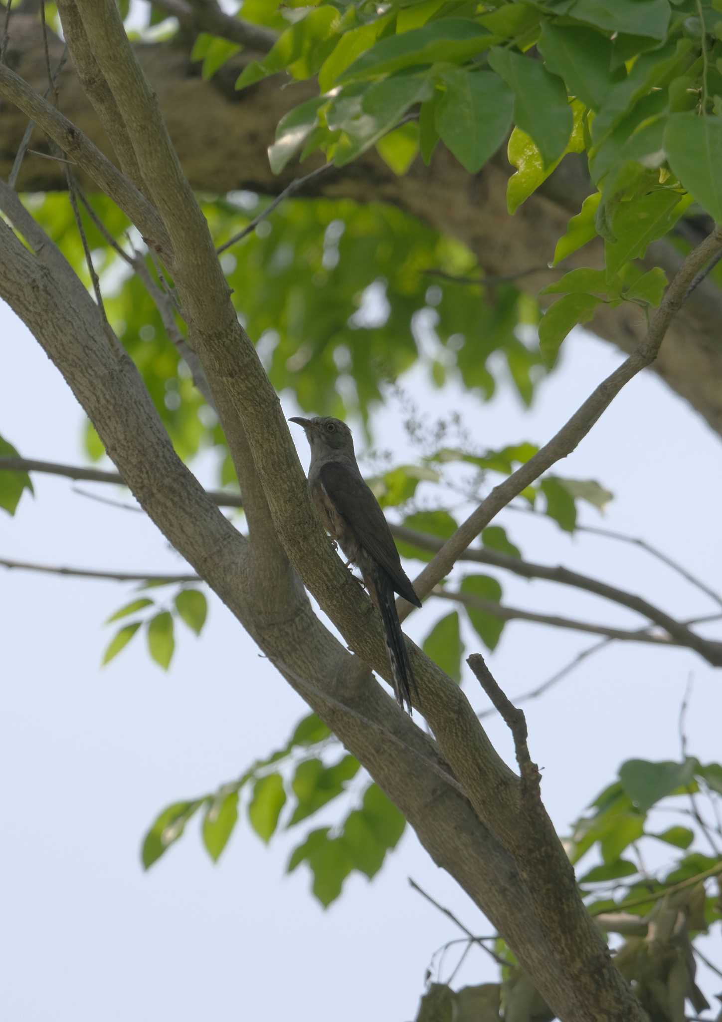 Photo of Plaintive Cuckoo at Wachirabenchathat Park(Suan Rot Fai) by BK MY
