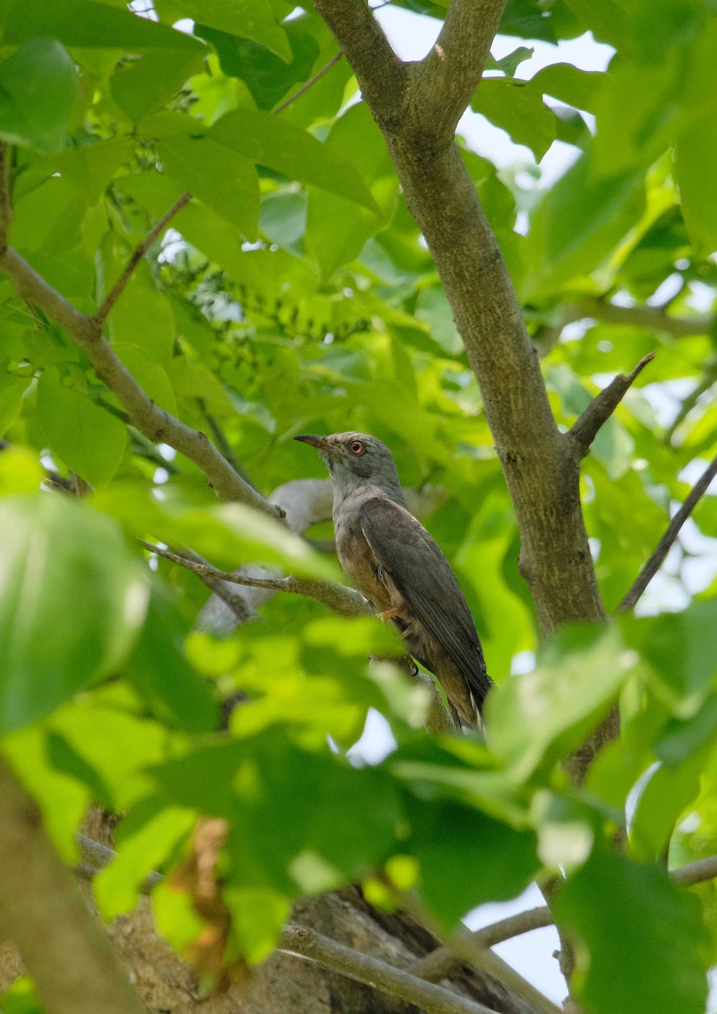 Plaintive Cuckoo