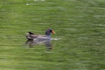 Common Moorhen 茨城県日立市 Wed, 5/8/2024