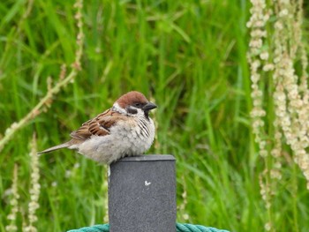 Eurasian Tree Sparrow 打上川治水緑地 Mon, 4/29/2024