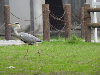 Grey Heron 打上川治水緑地 Mon, 4/29/2024