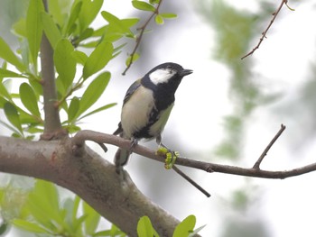 シジュウカラ 庄内緑地公園 2024年4月27日(土)