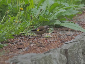 Grey-capped Greenfinch 庄内緑地公園 Sat, 4/27/2024