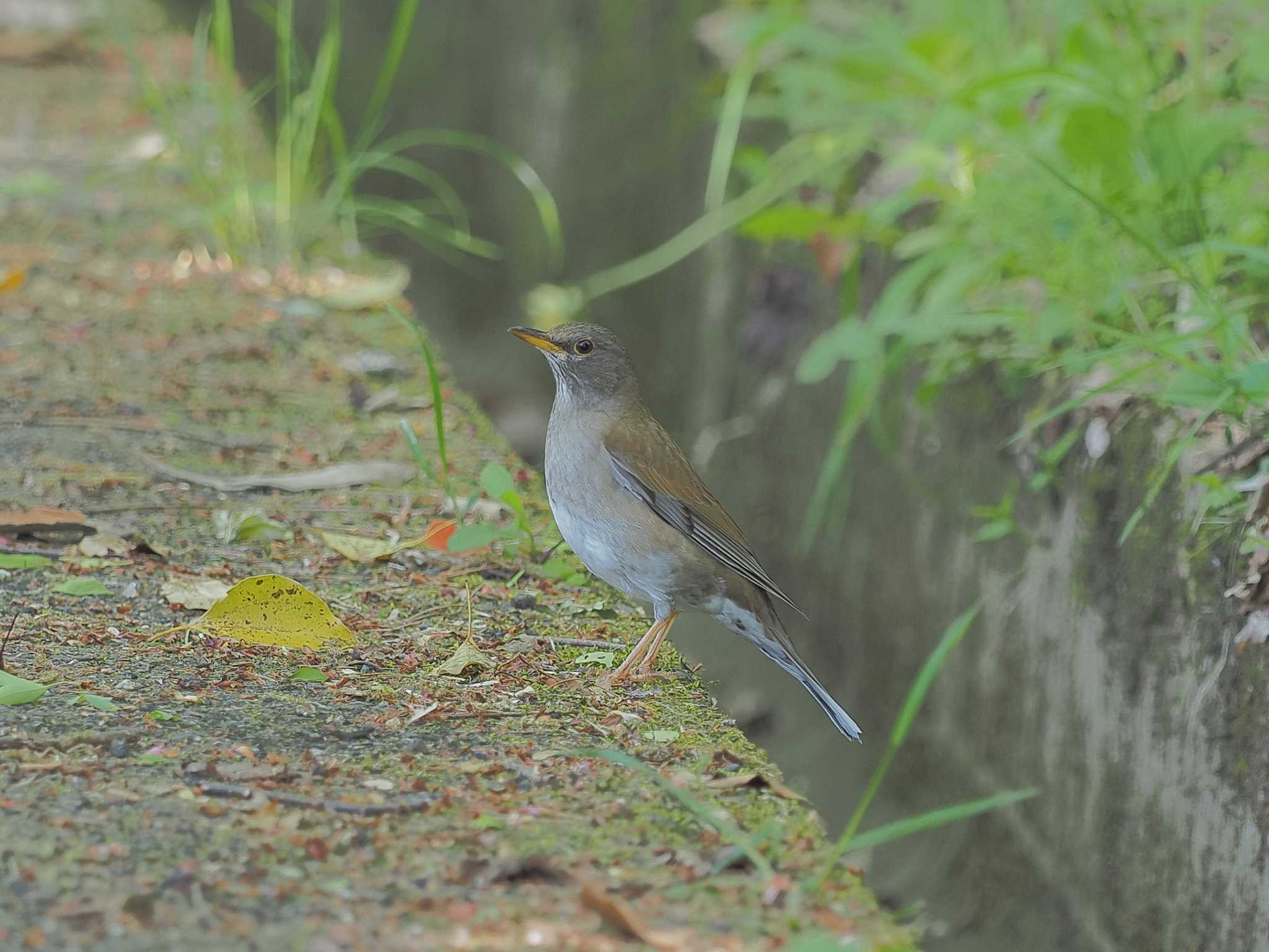 Photo of Pale Thrush at 小幡緑地 by MaNu猫