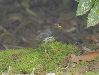 Japanese Thrush 庄内緑地公園 Sat, 4/27/2024