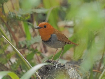 Japanese Robin 小幡緑地 Fri, 4/19/2024