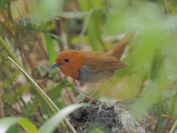 Japanese Robin 小幡緑地 Fri, 4/19/2024