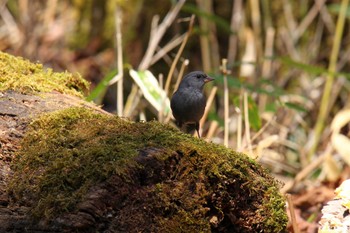 Grey Bunting Yanagisawa Pass Sun, 4/28/2024