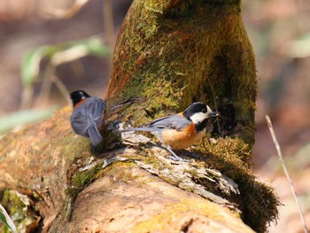 Varied Tit Yanagisawa Pass Sun, 4/28/2024