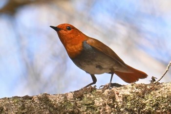 Japanese Robin 大蔵高丸 Sat, 5/4/2024