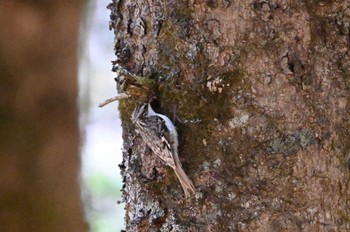 Eurasian Treecreeper 奥日光 Sat, 5/4/2024