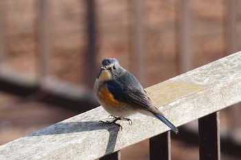 Red-flanked Bluetail Asahiyama Memorial Park Sat, 4/13/2024