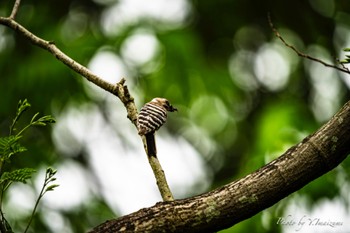 Japanese Pygmy Woodpecker Machida Yakushiike Park Mon, 5/6/2024