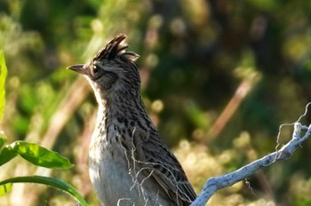 ヒバリ 米子水鳥公園 2024年5月3日(金)