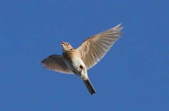 ヒバリ 米子水鳥公園 2024年5月3日(金)