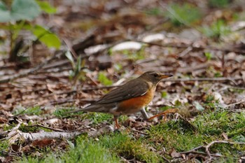 Brown-headed Thrush 大蔵高丸 Mon, 5/6/2024