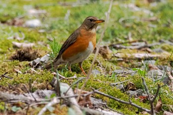 Brown-headed Thrush 大蔵高丸 Mon, 5/6/2024