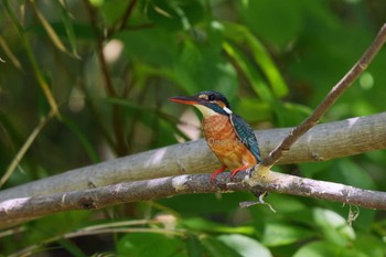 Common Kingfisher 東京都多摩地域 Sun, 5/5/2024