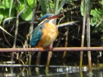 Common Kingfisher Maioka Park Wed, 5/8/2024