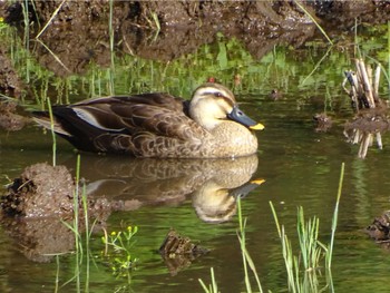 Eastern Spot-billed Duck Maioka Park Wed, 5/8/2024