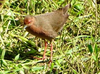 Ruddy-breasted Crake Maioka Park Wed, 5/8/2024