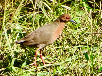 Ruddy-breasted Crake Maioka Park Wed, 5/8/2024