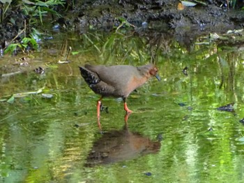 Ruddy-breasted Crake Maioka Park Wed, 5/8/2024