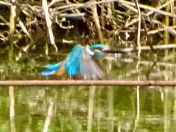 Common Kingfisher Maioka Park Wed, 5/8/2024