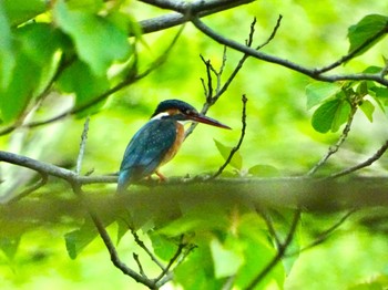 カワセミ 舞岡公園 2024年5月8日(水)