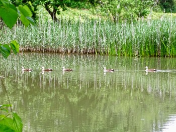 カルガモ 舞岡公園 2024年5月8日(水)