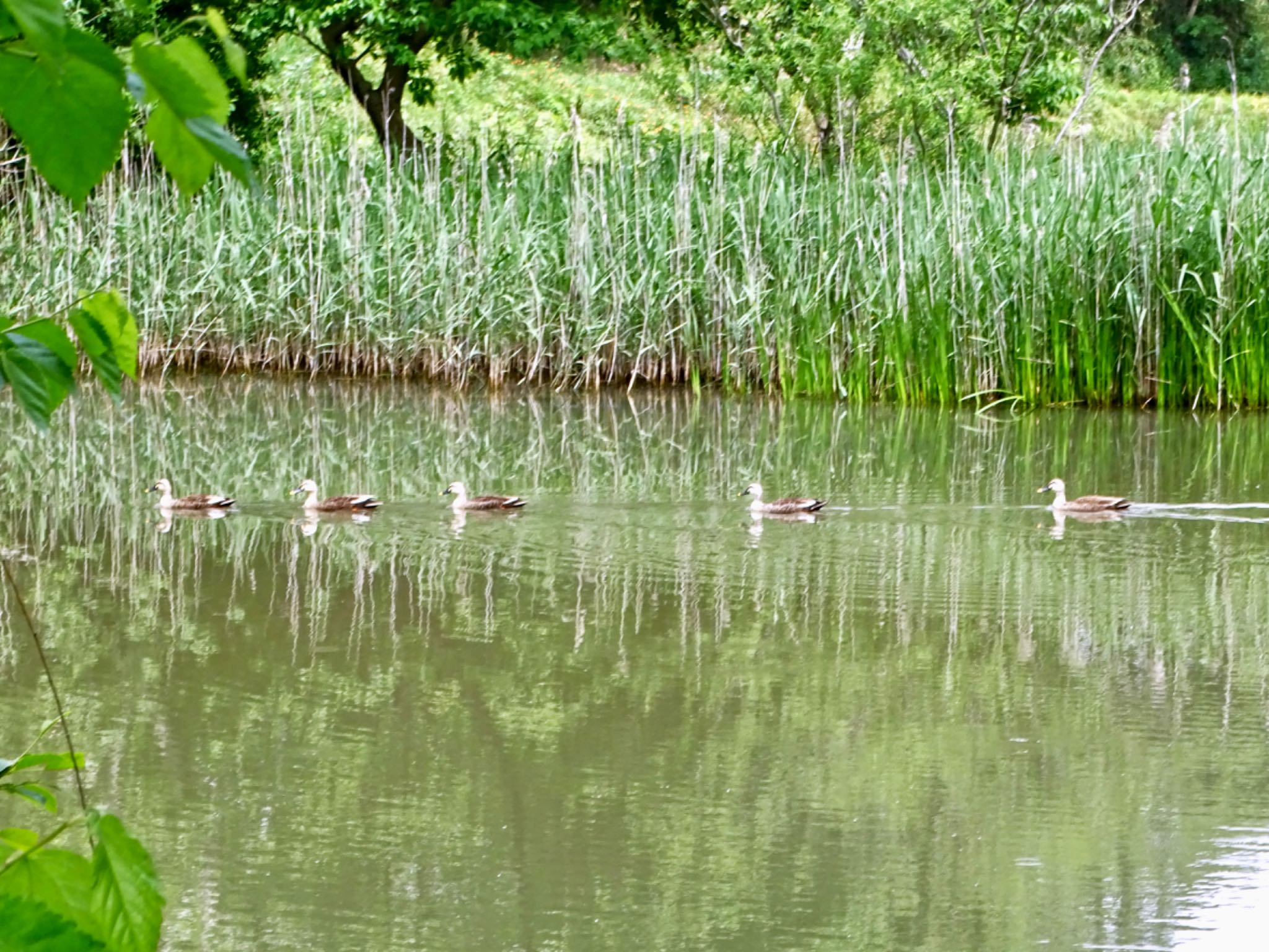 舞岡公園 カルガモの写真 by KAWASEMIぴー