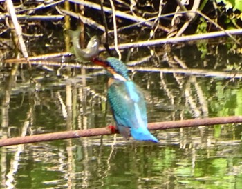 Common Kingfisher Maioka Park Wed, 5/8/2024