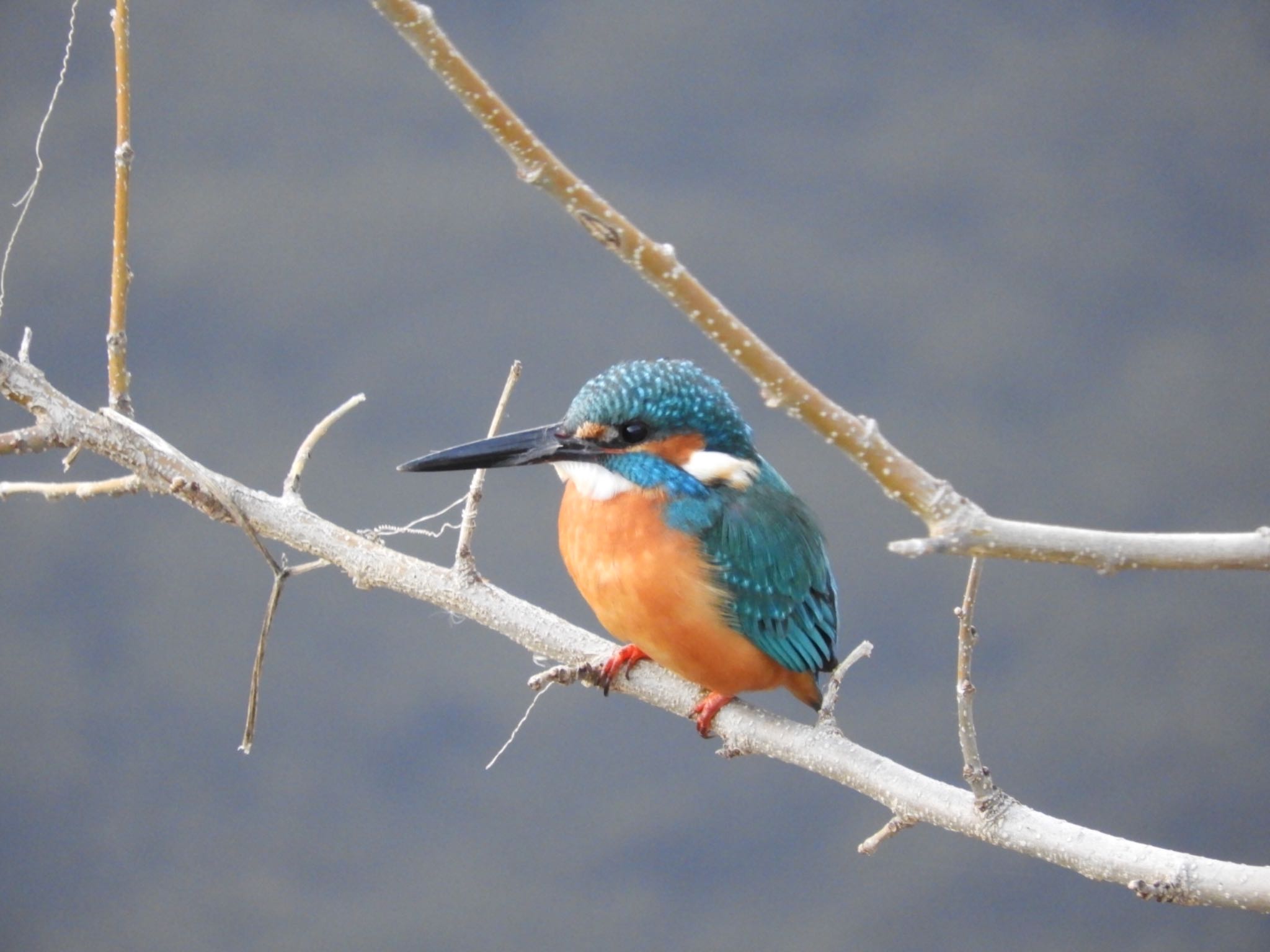 The Kingfisher！ by tomo