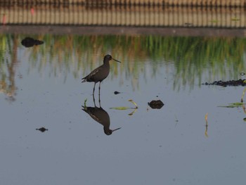 Spotted Redshank Unknown Spots Sat, 5/4/2024