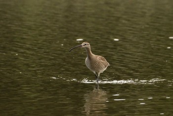 2024年5月8日(水) 葛西臨海公園の野鳥観察記録