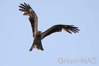 Black Kite 東京都多摩地域 Mon, 5/6/2024