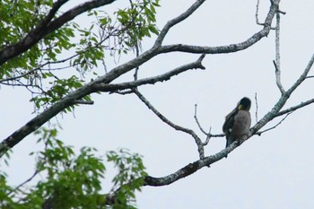 Japanese Grosbeak 富士山麓 Tue, 4/23/2024